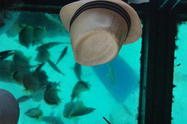 Recorrido en barco con fondo de cristal vip en Los Cabos