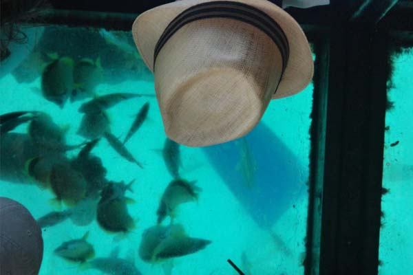 Recorrido en barco con fondo de cristal vip en Los Cabos