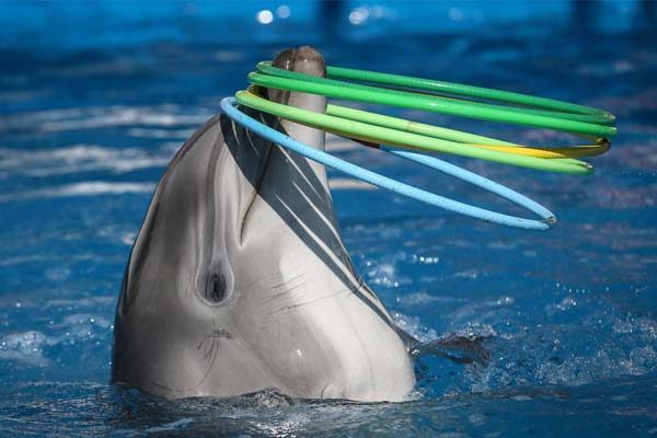 paquete 5 todo el dia con delfines