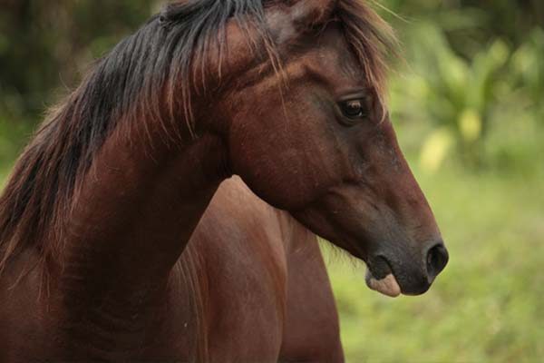 tour safari a caballo por la playa