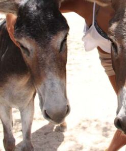 tour senderismo en burro