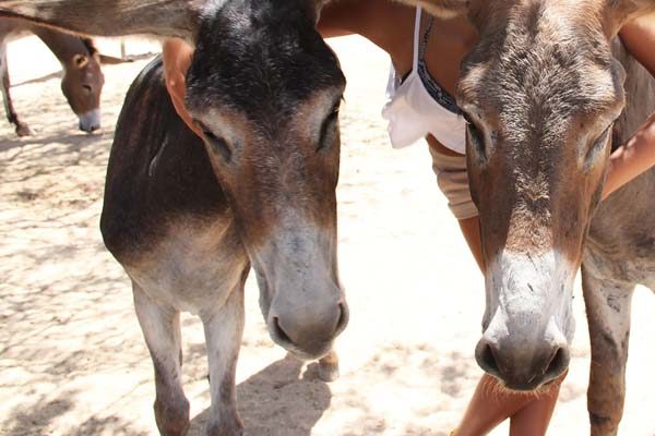 tour senderismo en burro