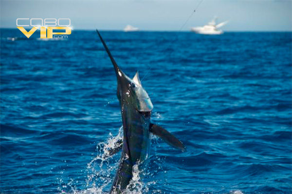 Modernos Yates para ir de Pesca en Los Cabos