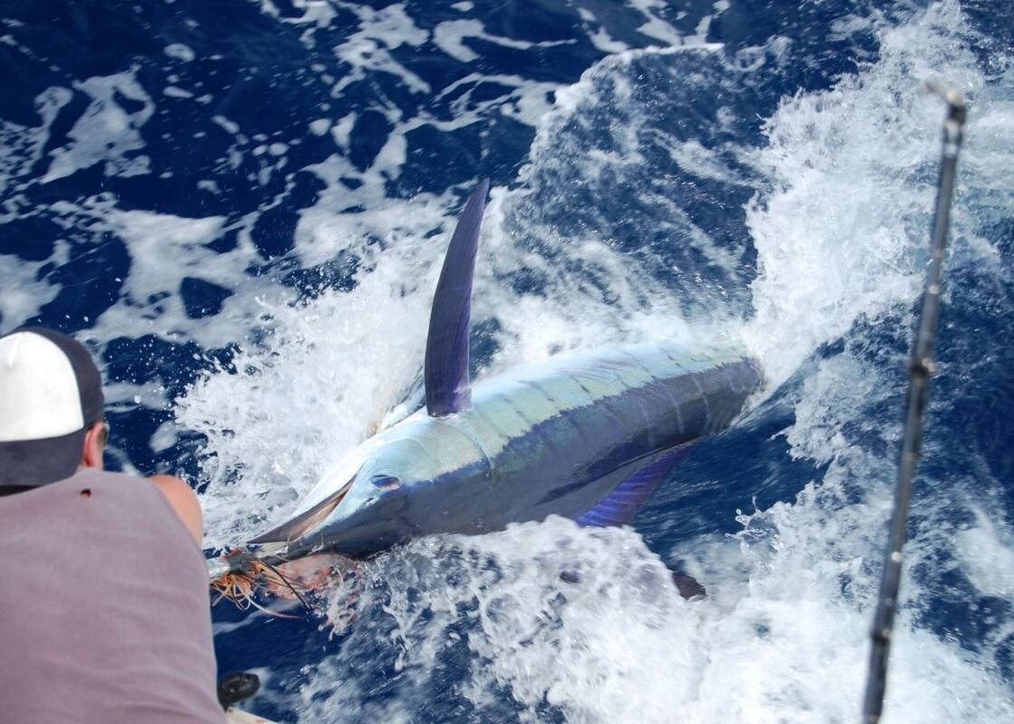 yates para pesca deportiva en Los Cabos