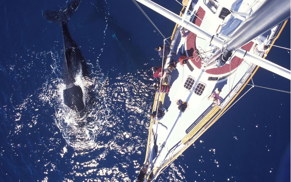 renta de yates avistamiento de ballenas precios rentar yates